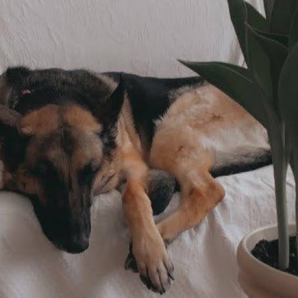 Meet your Posher, Paige - Picture 1 of 1